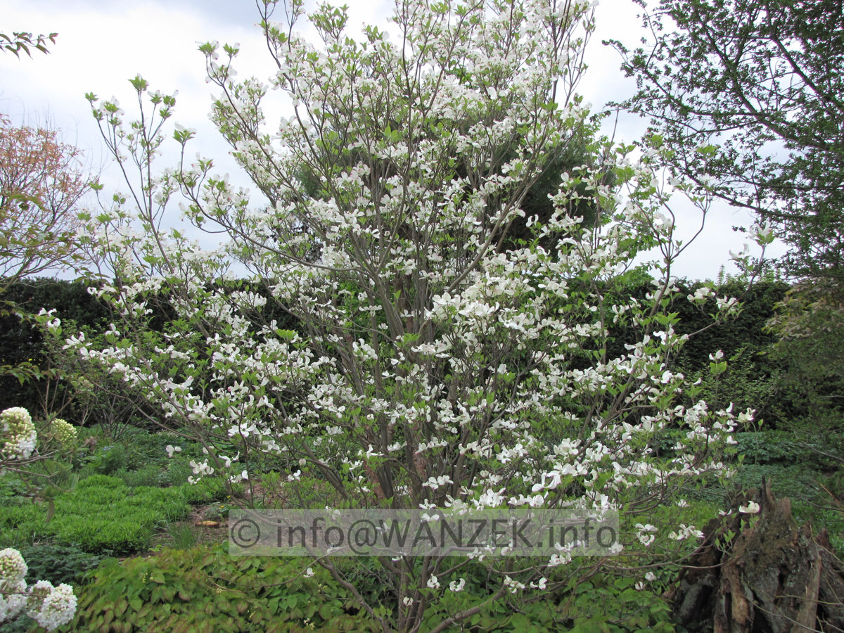 Cornus florida - Solitaer Anfang Bluete1.JPG